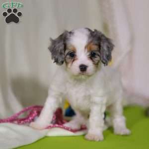 Bonnie, Cavapoo Puppy